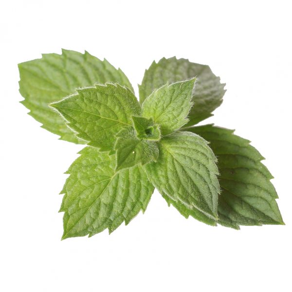 minty 1